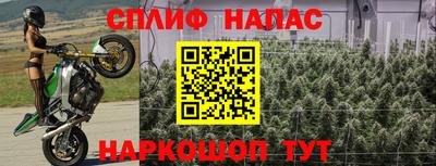 шишки Изобильный