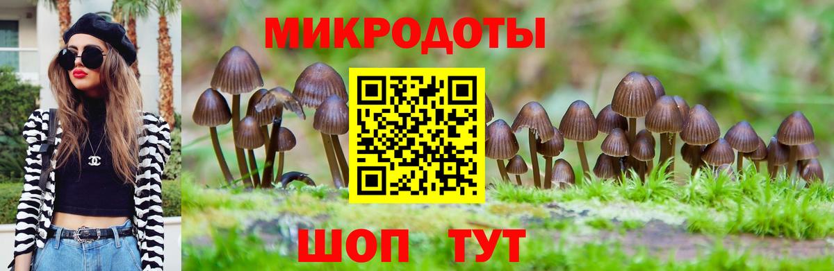 Псилоцибиновые грибы Psilocybine cubensis Лысьва